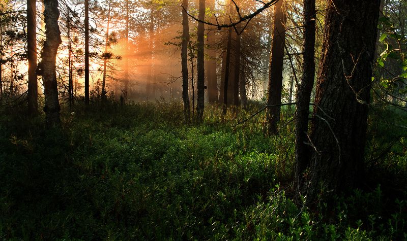 Рассвет, Солнце, Туман, Утро Рассвет  в лесуphoto preview