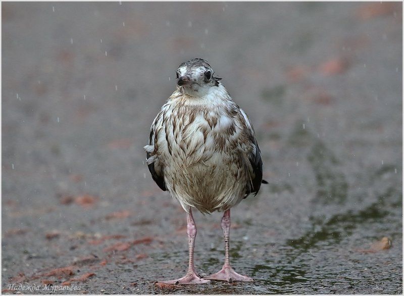 Larus Ridibundus, Дождь, Озерная чайка, Птенец Дождьphoto preview