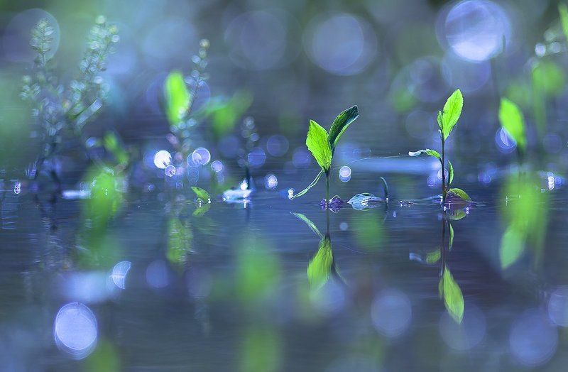 Thirsty greenphoto preview