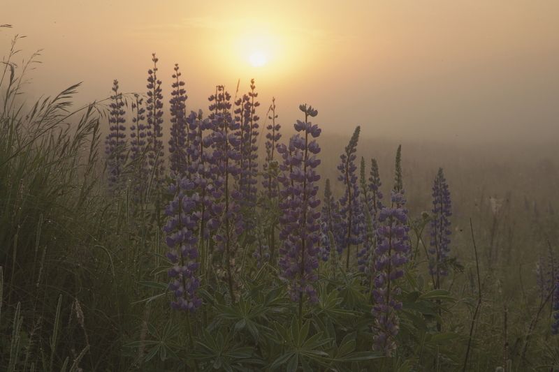 Люпины рассвет июнь лето утро солнце туман Подмосковье Люпиновый рассветphoto preview