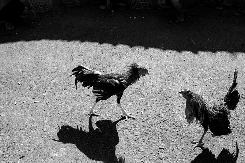 bali, cockfighting, estet mf, genre, life, saratov, traditional, бали, жанр, петушиные бои, саратов, стрит бойцовые петухи Балиphoto preview