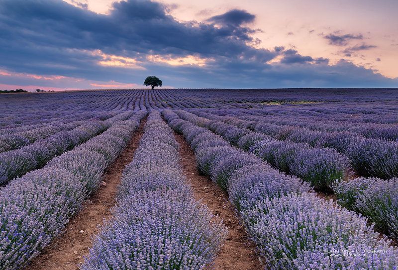 Lavender dreamsphoto preview