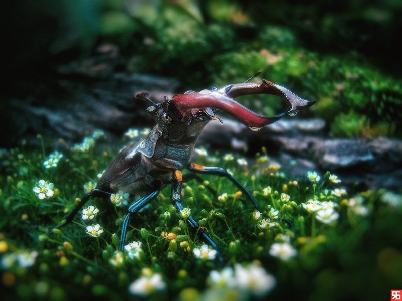 Жук олень, Макро, Роса, Утро Утоляя жажду...photo preview