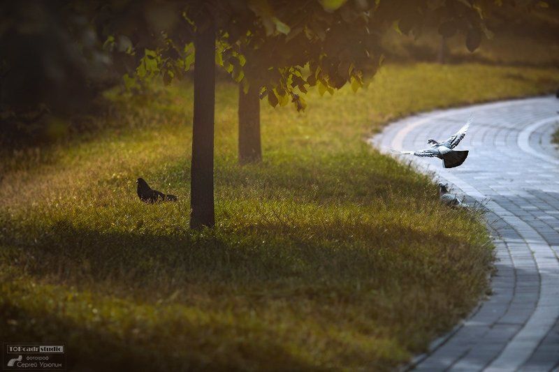 Голубиphoto preview