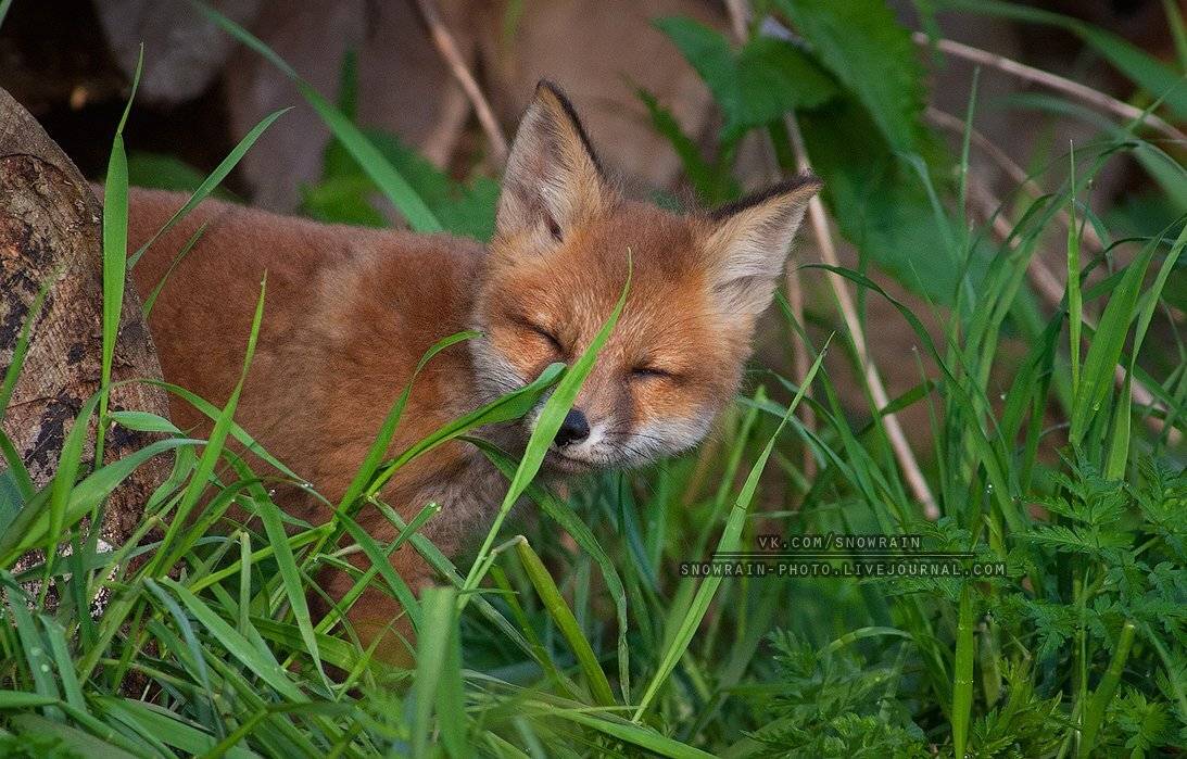 Лисья милота. Автор: Snowrain Animals, Fox, Nature, Wildlife, Wildlife photography, Анималистика, Дикая природа, Животные, Лиса, Лисята, Природа, Фотоохота, Snowrain