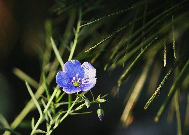 ... Тамиг ...photo preview