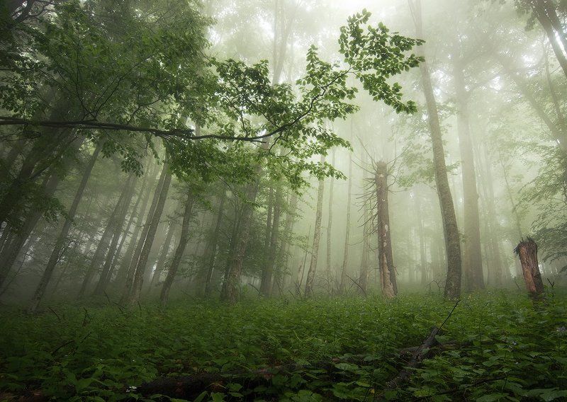 Буковая ветвьphoto preview