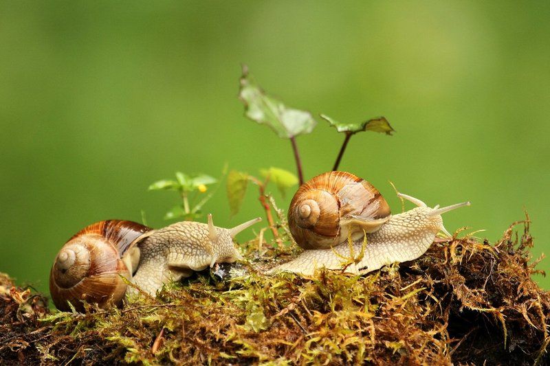 The gallopphoto preview