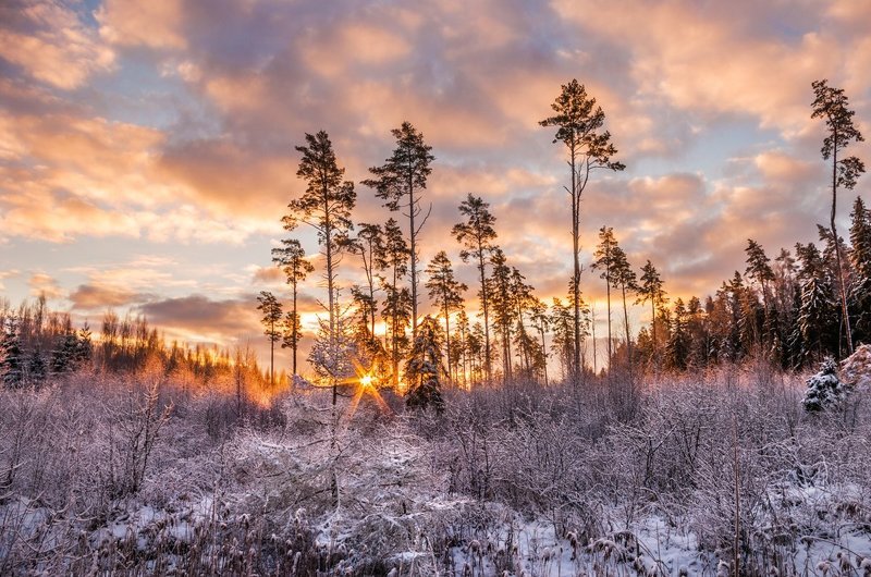 winter, snow, sunrise, forest, trees, clouds Adorned forestphoto preview