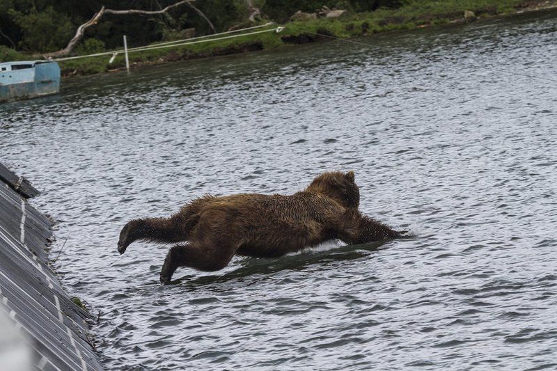 Медведи, Камчатка, Курильское Озеро, Река Озерная Рыбкалкаphoto preview