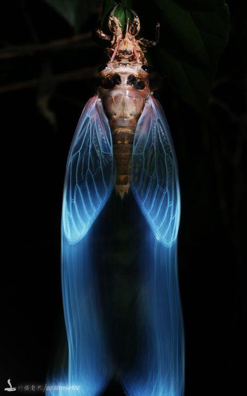 перо photo preview