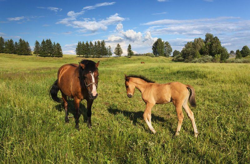 Поле трава лес лошади жеребенок облака лето С мамойphoto preview