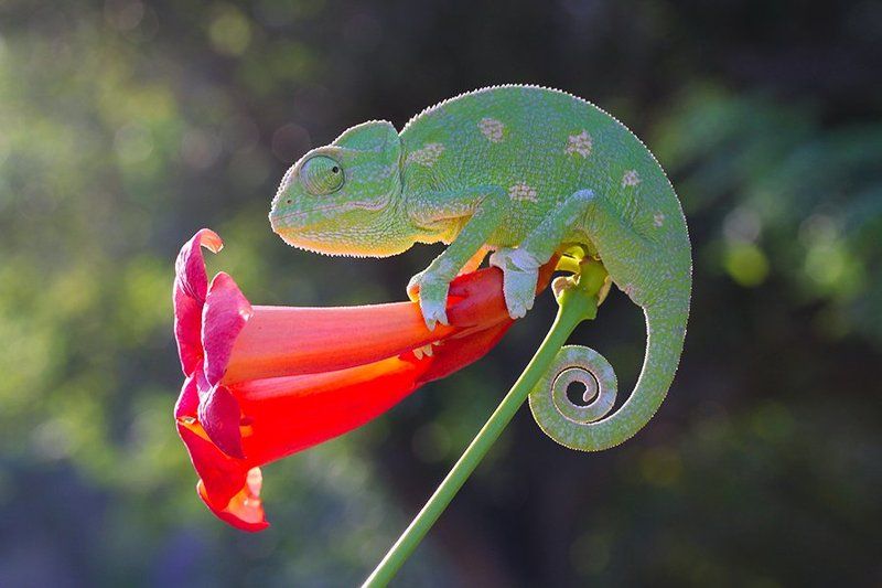 nature  **photo preview