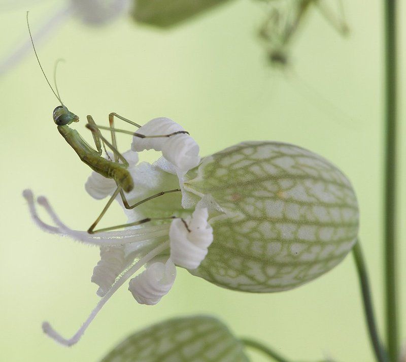 Богомольчикphoto preview