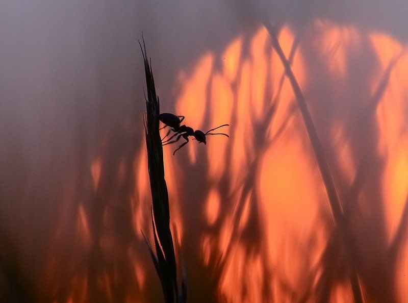 Мне домой, а у меня ноги..photo preview