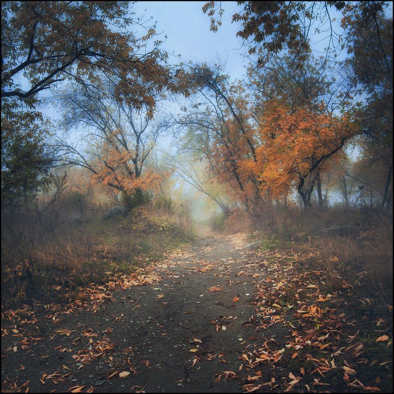 Осень, Туман ***photo preview