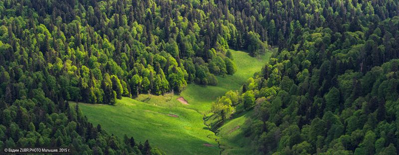 zubr.photo, горы, заповедник, зубры, кавказ, лес, пейзаж Дома у зубровphoto preview