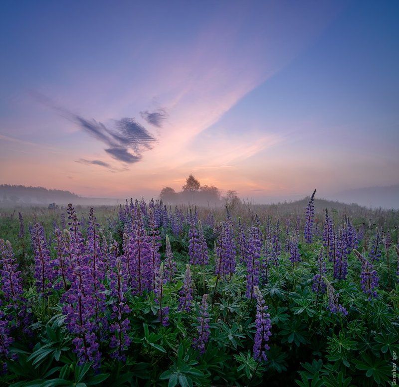 лето, люпины, небо, пейзаж, полевые цветы, рассвет, угра, утро, цветы Утренний пейзаж в люпиновом поле фото превью