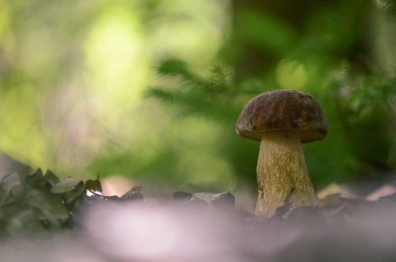 Боровичкиphoto preview