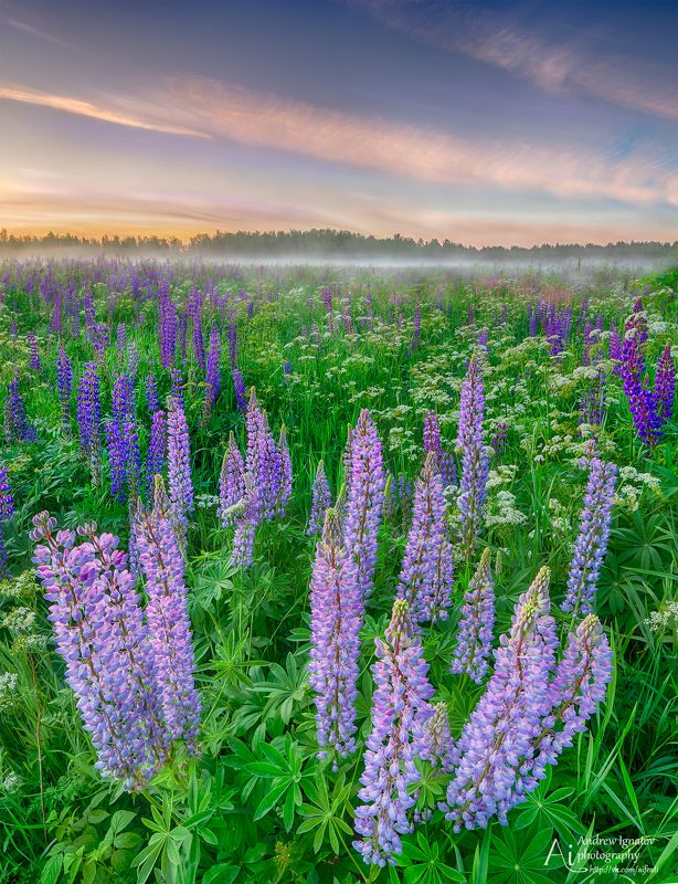 14mm, D7000, Flowers, Fog, Landscape, Lupine, Nikon, Samyang, Sunset Бескрайние поля люпиновphoto preview