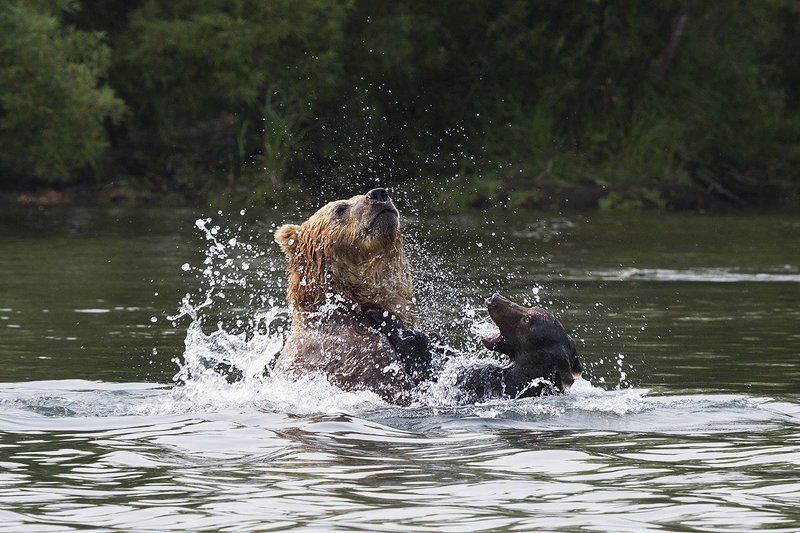Медведи, Камчатка, Курильское Озеро Убийство на рекеphoto preview
