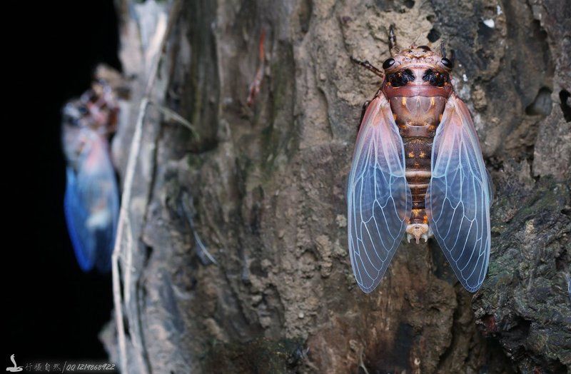 перо photo preview