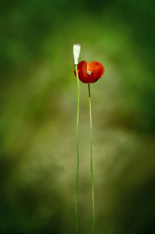 двое, пара, маки Двоеphoto preview