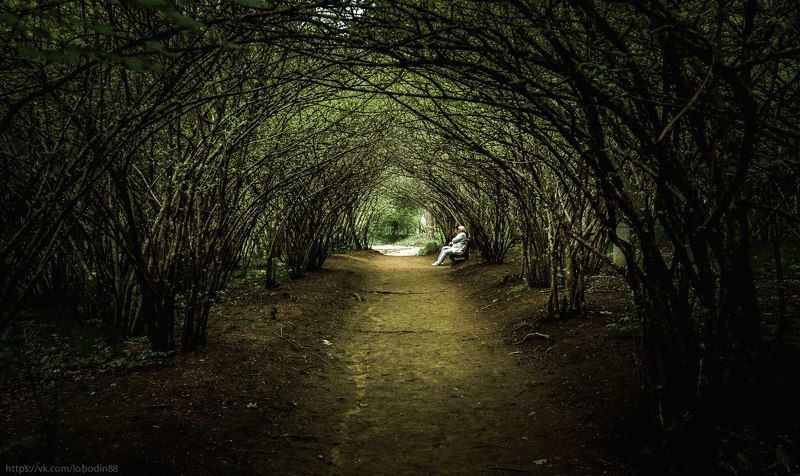 beautiful, beauty, color, landscape, life, light, nature, people, trees Туннельphoto preview