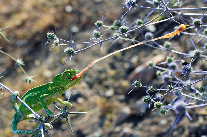 chameleon nature animals hunterphoto preview