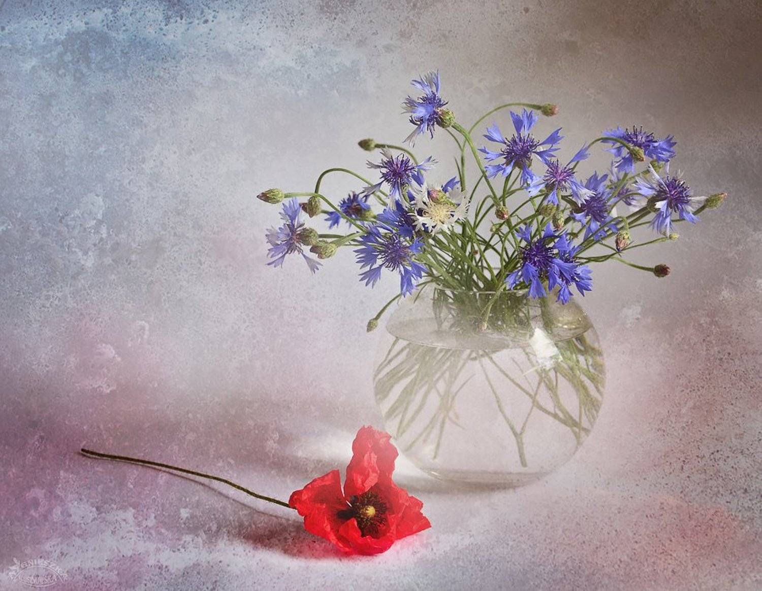 Letnie bukiety. Автор: Aga , Aga