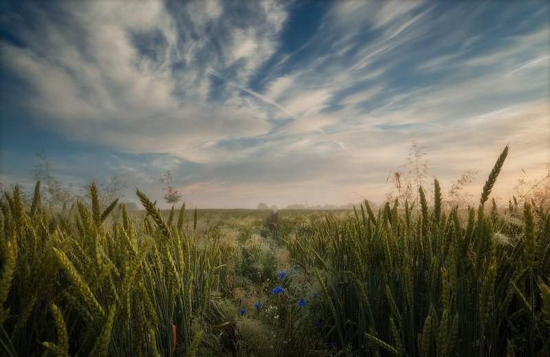 Clouds, Field, Morning, Sky, Summer Wading through the fieldsphoto preview