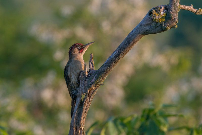 european green woodpecker, green woodpecker, picus viridis, dzięcioł zielony, aves, birds, ptaki, dominik chrzanowski fotografia przyrodnicza, dominik chrzanowski wildlife photography Green Woodpecker фото превью