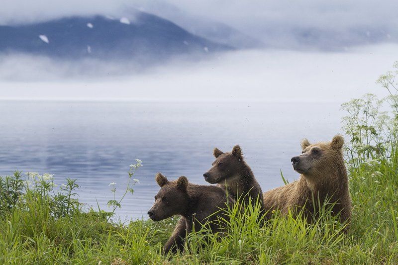 Медведи, Камчатка, Курильское Озеро Утро на Курильском Озереphoto preview