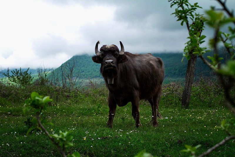 море абхазия горы небо пейзаж закат путешествия отдых  животные  Буйволphoto preview