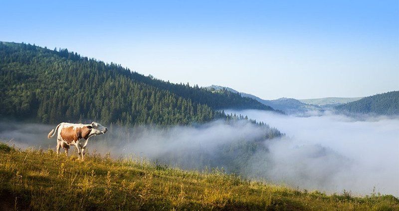 Соло в горахphoto preview