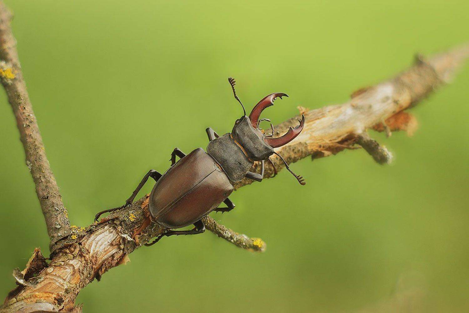 Просто жук-олень. Автор: Роман Рысь , Роман Рысь