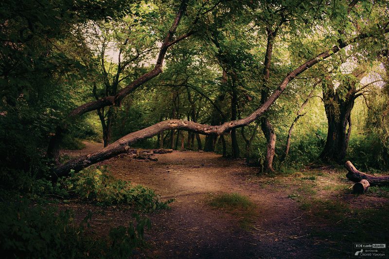 Дерево на тропинкеphoto preview