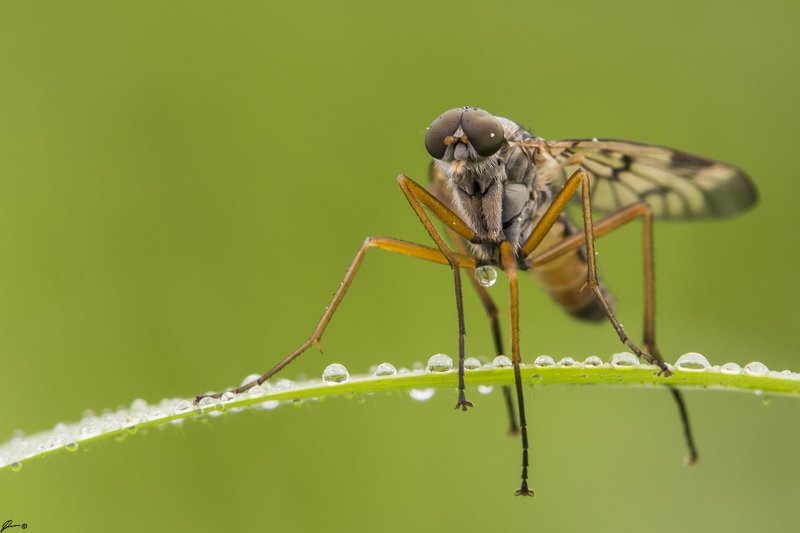 Insect, Macro, Makro, Nature, Wildlife Rhagio scolopaceusphoto preview