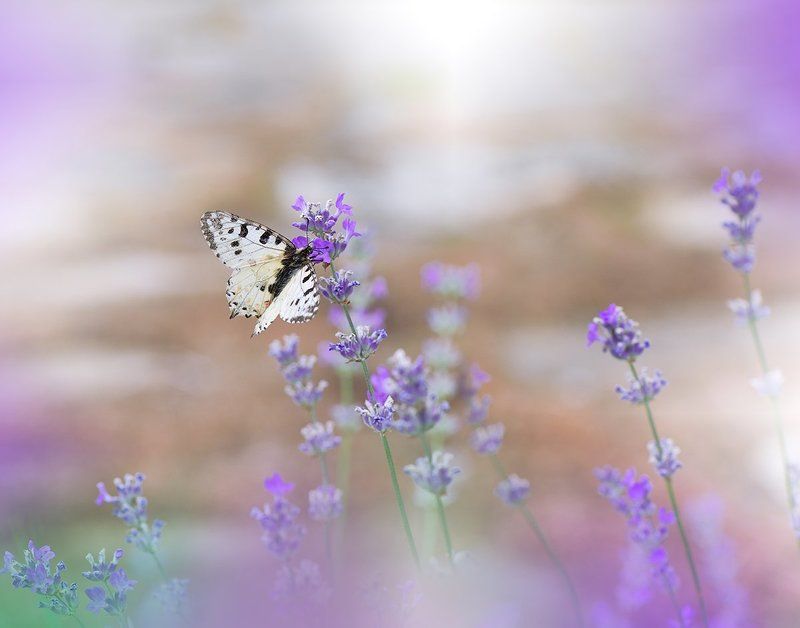 ***~***photo preview