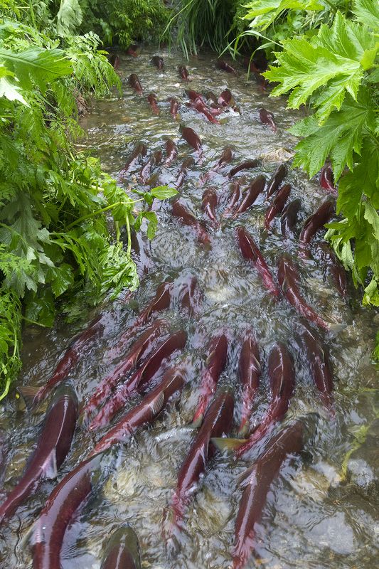 Нерка, Лосось, Камчатка Очередь за рыбойphoto preview