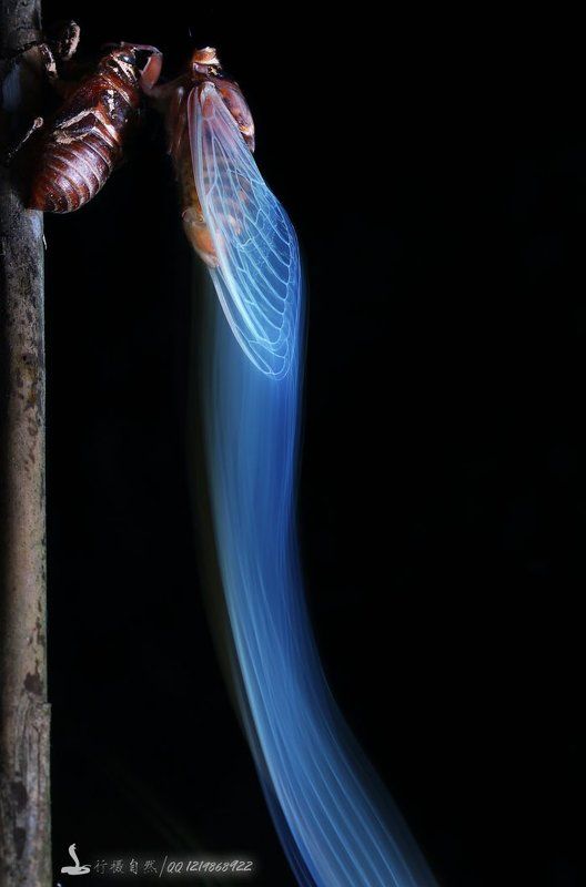 перо photo preview