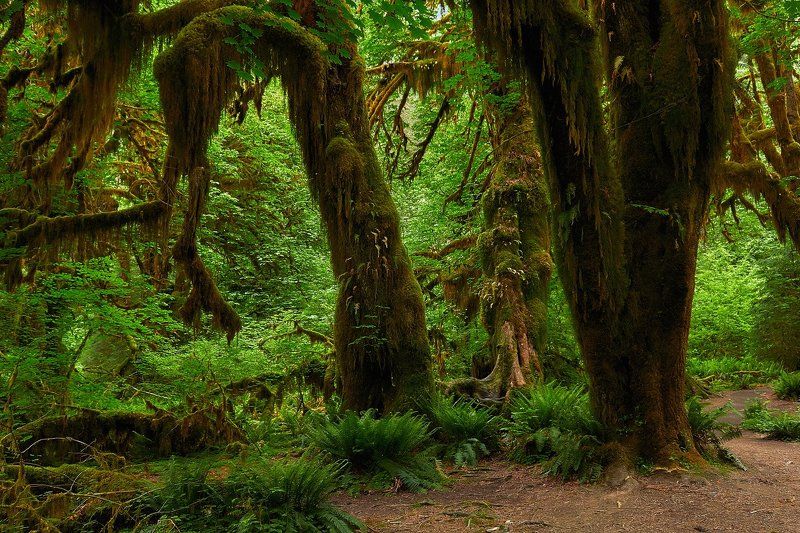 Бабайожкин лесphoto preview