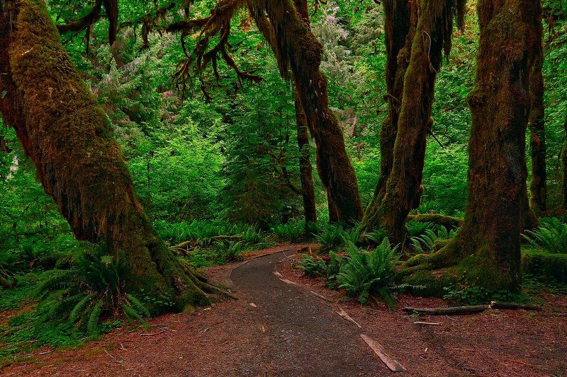 Forest, green, mosses Бабайожкин лесphoto preview