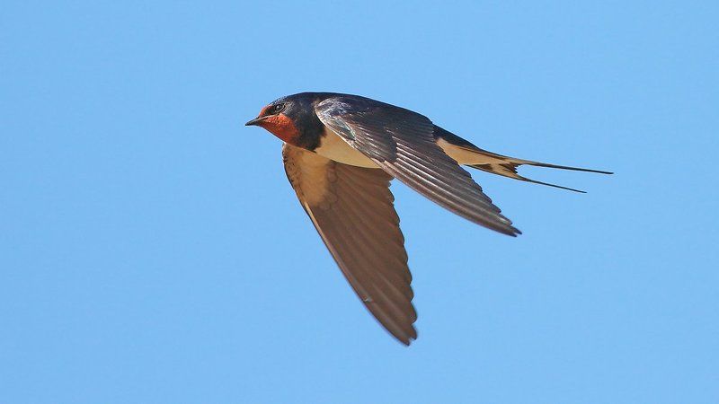400mm, 7d, animals, birds, swallow, животные, ласточка, птицы Ласточкаphoto preview