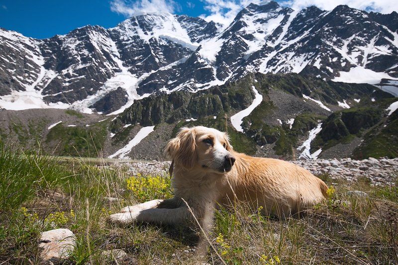 Вершина, Горы, Донгуз орун, Природа, Собака photo preview