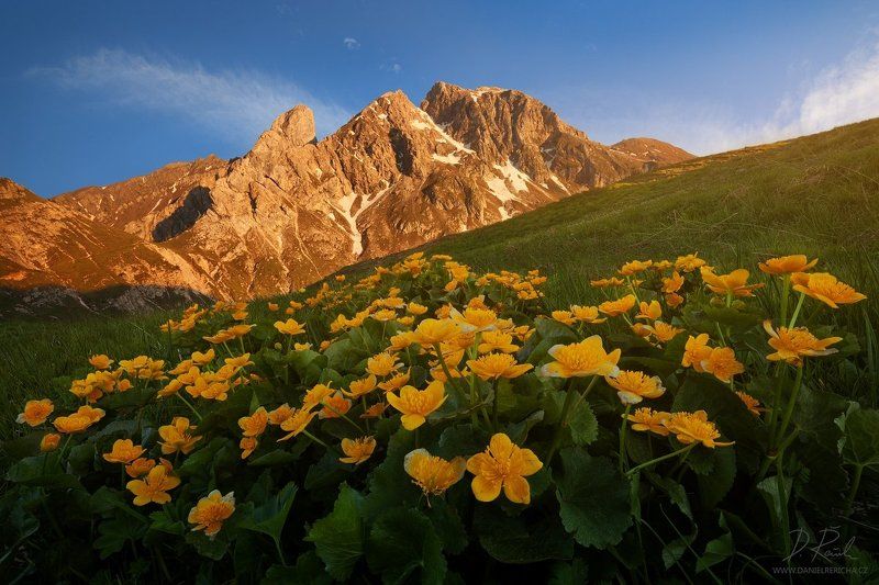 Alps, Dolomites, Italy, South Tyrol, Tyrol, Belluno, Alto Adige,  Passo Giau, Giau, Passo, Trentino, europe, travel, summer,  summer landscape, daniel rericha, evening colors, evening, evening light, mountains, mountain, flowers, peaks, sky, clouds, sunse Blooming Dolomitesphoto preview