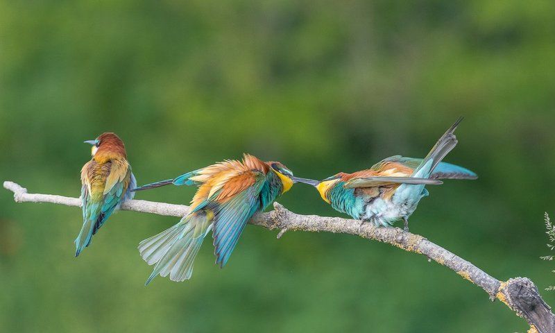 european bee-eater, aves, birds, merops apiaster, dominik chrzanowski wildlife photography European Bee-eater фото превью
