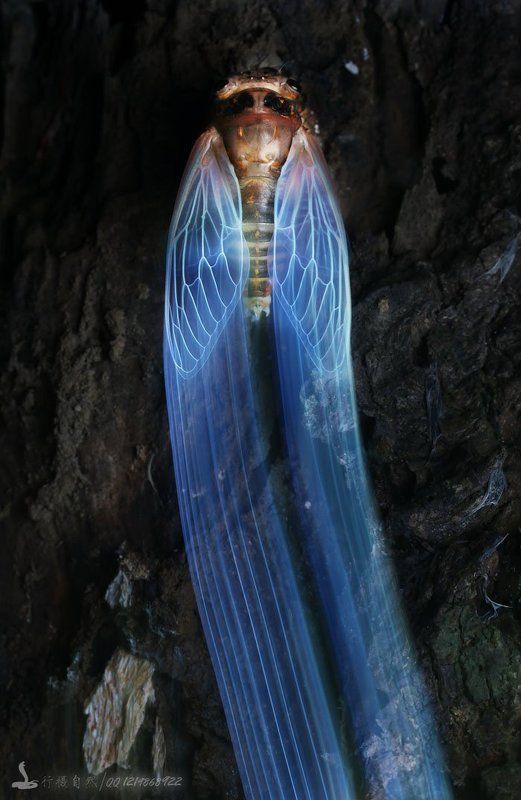 перо photo preview