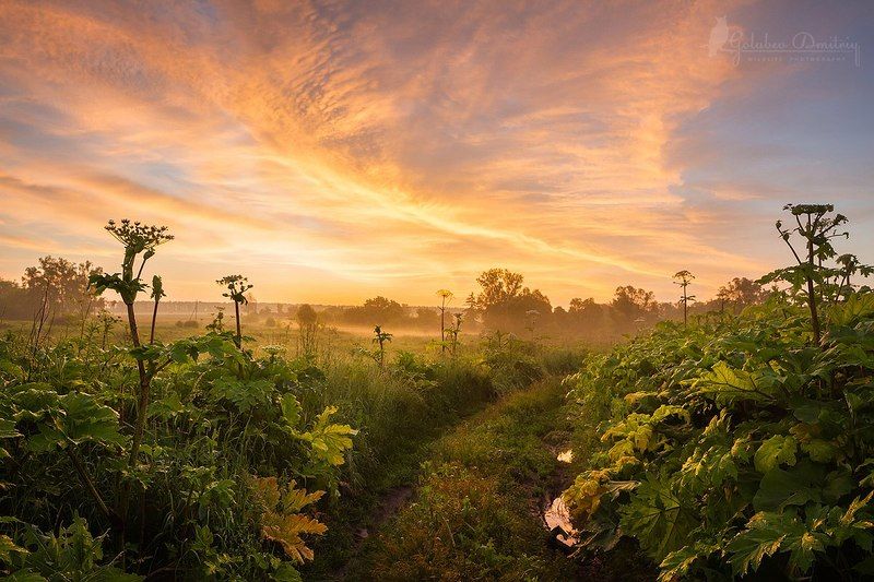 landscape, morning, sunrise, sky, clouds, plants, red, field, поле, рассвет, борщевик, утро Рассвет на поле борщевиков фото превью