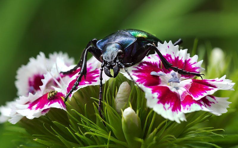 волна 9, жук, зелёный, макро, цветок, цветы Жукphoto preview